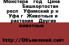 Монстера 1 год › Цена ­ 1 000 - Башкортостан респ., Уфимский р-н, Уфа г. Животные и растения » Другие животные   